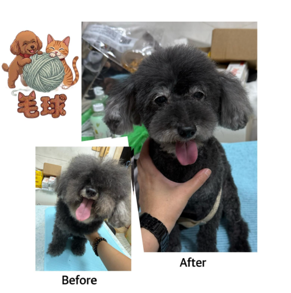 Puffypets毛球寵物店（圖片來源︰IG@puffypets_hk）