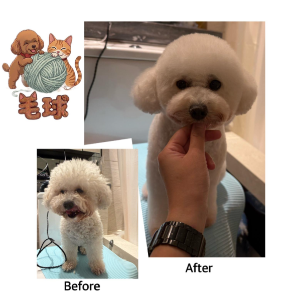 Puffypets毛球寵物店（圖片來源︰IG@puffypets_hk）