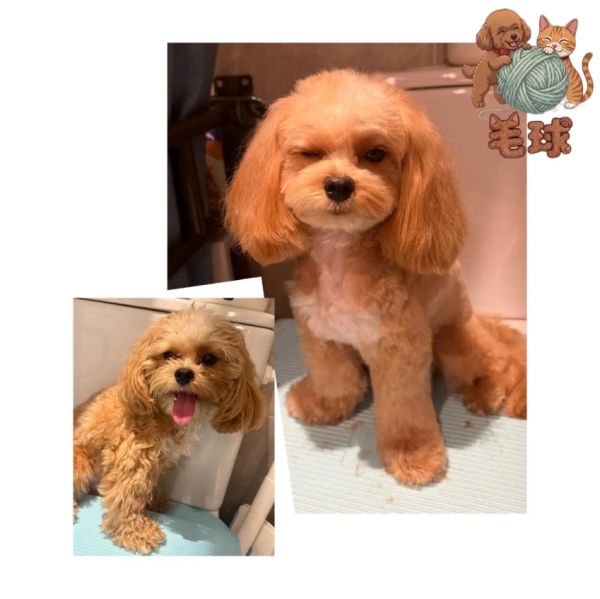 Puffypets毛球寵物店（圖片來源︰IG@puffypets_hk）