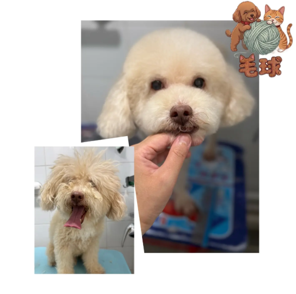 Puffypets毛球寵物店（圖片來源︰IG@puffypets_hk）