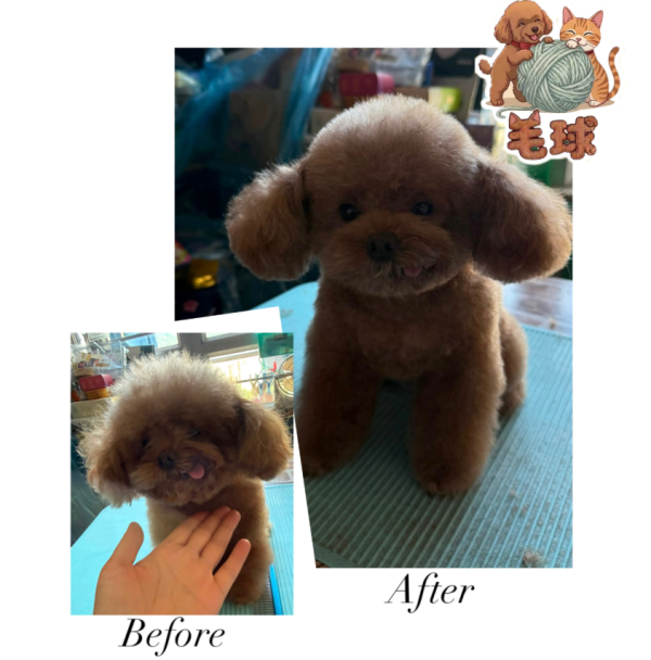 Puffypets毛球寵物店（圖片來源︰IG@puffypets_hk）