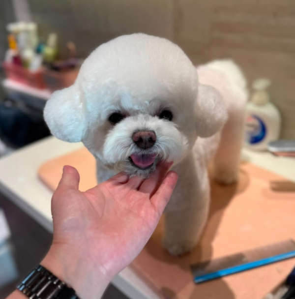 Puffypets毛球寵物店(圖片來源︰IG@puffypets_hk)