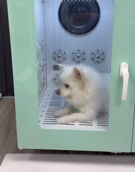 Puffypets毛球寵物店（圖片來源︰IG@puffypets_hk）