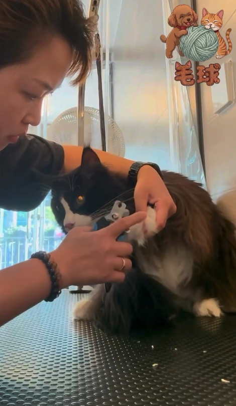 Puffypets毛球寵物店(圖片來源︰IG@puffypets_hk)