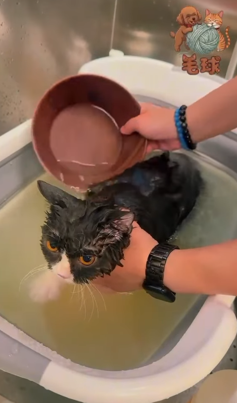 Puffypets毛球寵物店（圖片來源︰IG@puffypets_hk）