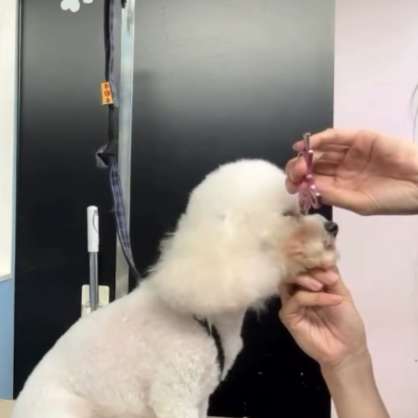 老友狗狗寵物美容中心(圖片來源︰IG@dogs_buddy_grooming_centre)
