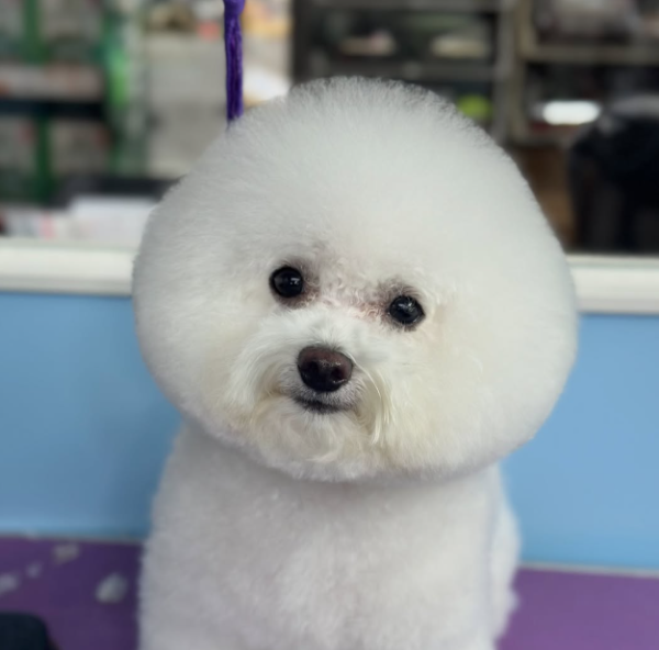 老友狗狗寵物美容中心（圖片來源︰IG@dogs_buddy_grooming_centre）
