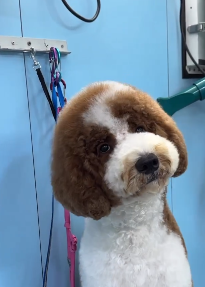 老友狗狗寵物美容中心（圖片來源︰IG@dogs_buddy_grooming_centre）