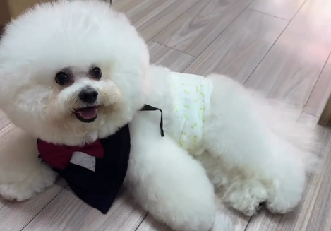 老友狗狗寵物美容中心（圖片來源︰IG@dogs_buddy_grooming_centre）