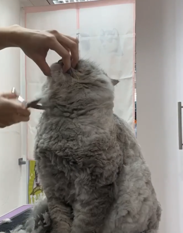 老友狗狗寵物美容中心（圖片來源︰IG@dogs_buddy_grooming_centre）