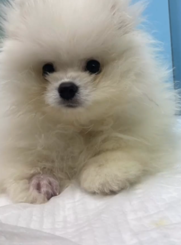 老友狗狗寵物美容中心（圖片來源︰IG@dogs_buddy_grooming_centre）