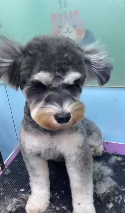 老友狗狗寵物美容中心(圖片來源︰IG@dogs_buddy_grooming_centre)