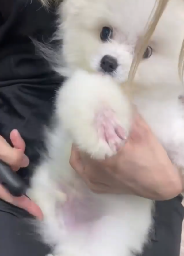 老友狗狗寵物美容中心（圖片來源︰IG@dogs_buddy_grooming_centre）