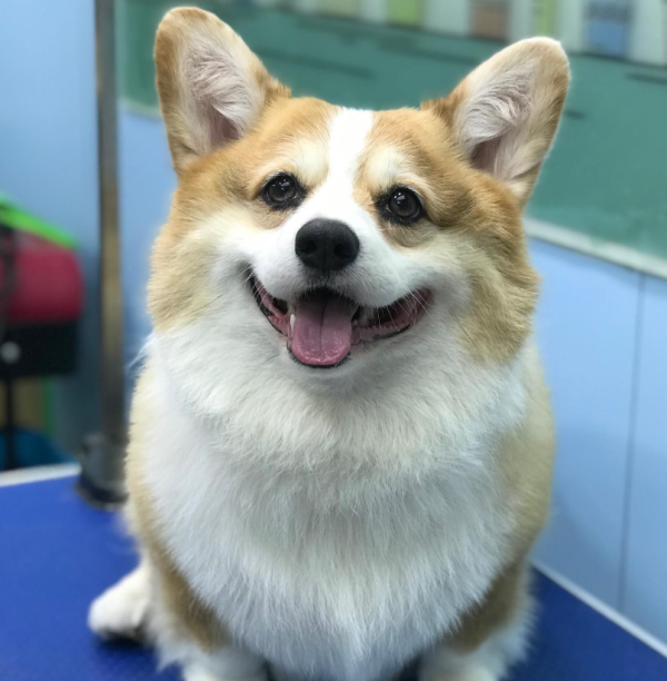老友狗狗寵物美容中心（圖片來源︰IG@dogs_buddy_grooming_centre）