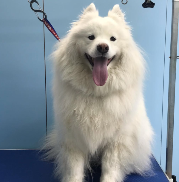 老友狗狗寵物美容中心（圖片來源︰IG@dogs_buddy_grooming_centre）