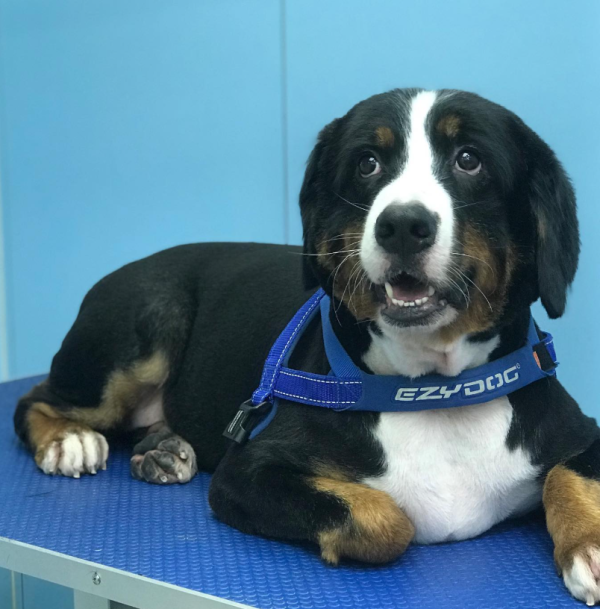 老友狗狗寵物美容中心(圖片來源︰IG@dogs_buddy_grooming_centre)