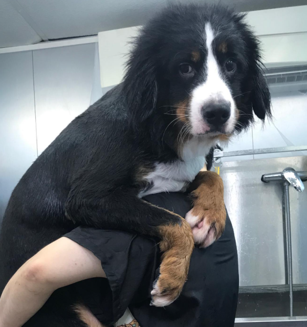 老友狗狗寵物美容中心（圖片來源︰IG@dogs_buddy_grooming_centre）