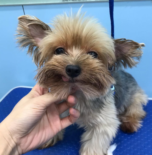 老友狗狗寵物美容中心（圖片來源︰IG@dogs_buddy_grooming_centre）