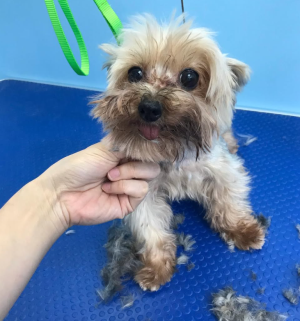 老友狗狗寵物美容中心（圖片來源︰IG@dogs_buddy_grooming_centre）