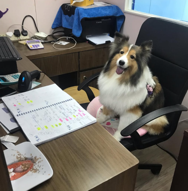 老友狗狗寵物美容中心（圖片來源︰IG@dogs_buddy_grooming_centre）