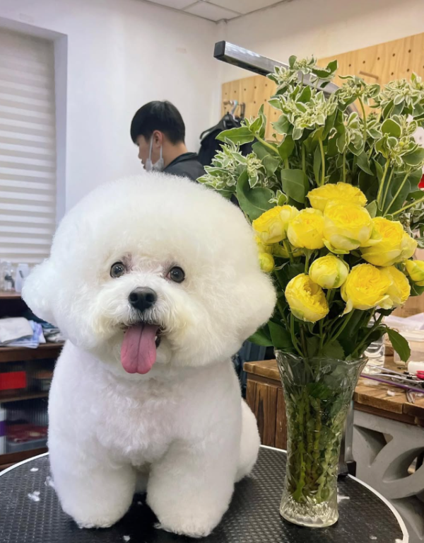 Fluffy Pet Grooming 寵物美容店(圖片來源︰IG@fluffypetgrooming)