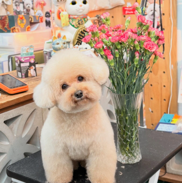 Fluffy Pet Grooming 寵物美容店（圖片來源︰IG@fluffypetgrooming）