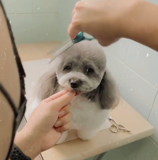 Fluffy Pet Grooming 寵物美容店(圖片來源︰IG@fluffypetgrooming)