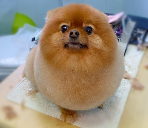 Fluffy Pet Grooming 寵物美容店（圖片來源︰IG@fluffypetgrooming）
