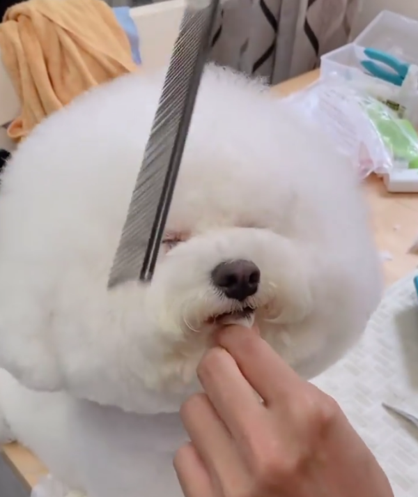Fluffy Pet Grooming 寵物美容店（圖片來源︰IG@fluffypetgrooming）