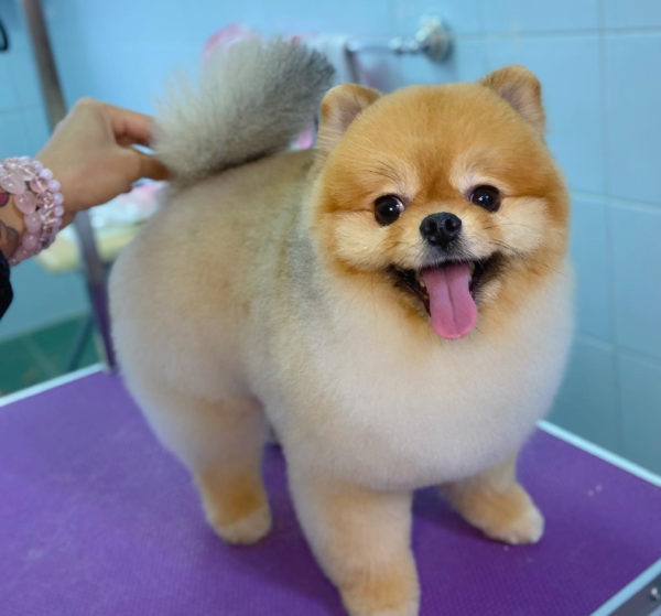 Fluffy Pet Grooming 寵物美容店（圖片來源︰IG@fluffypetgrooming）