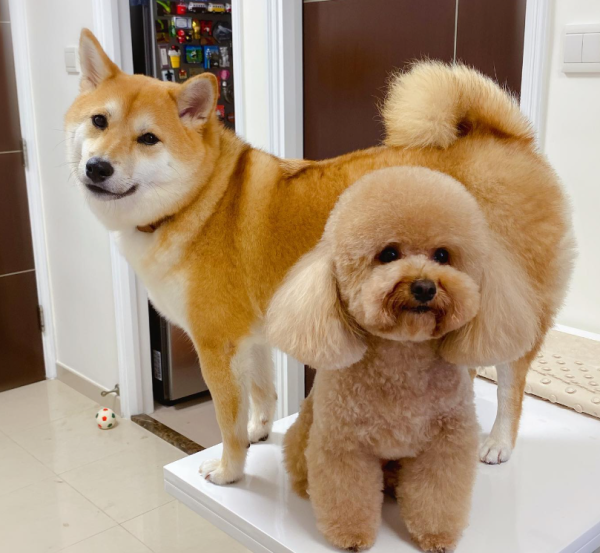 Fluffy Pet Grooming 寵物美容店(圖片來源︰IG@fluffypetgrooming)