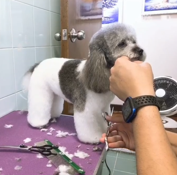 Fluffy Pet Grooming 寵物美容店（圖片來源︰IG@fluffypetgrooming）