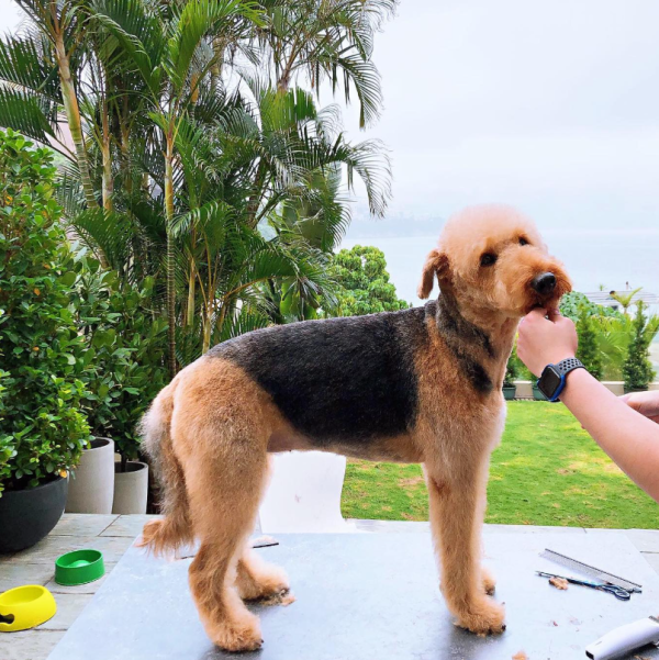 Fluffy Pet Grooming 寵物美容店（圖片來源︰IG@fluffypetgrooming）