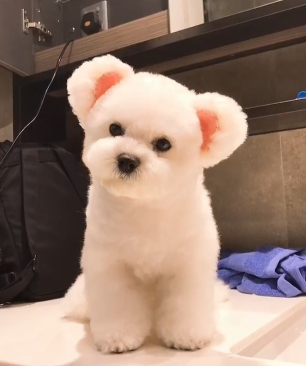 Fluffy Pet Grooming 寵物美容店（圖片來源︰IG@fluffypetgrooming）