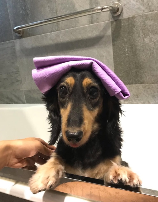 Fluffy Pet Grooming 寵物美容店(圖片來源︰IG@fluffypetgrooming)