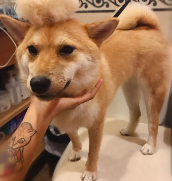 Fluffy Pet Grooming 寵物美容店（圖片來源︰IG@fluffypetgrooming）