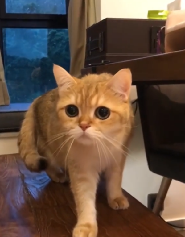 Fluffy Pet Grooming 寵物美容店（圖片來源︰IG@fluffypetgrooming）