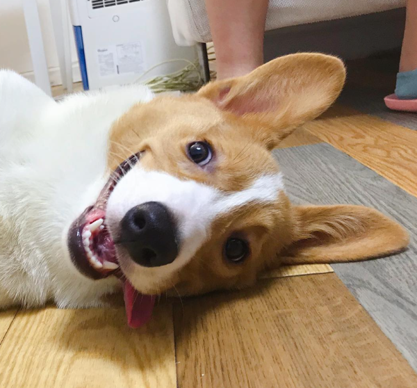 Fluffy Pet Grooming 寵物美容店（圖片來源︰IG@fluffypetgrooming）