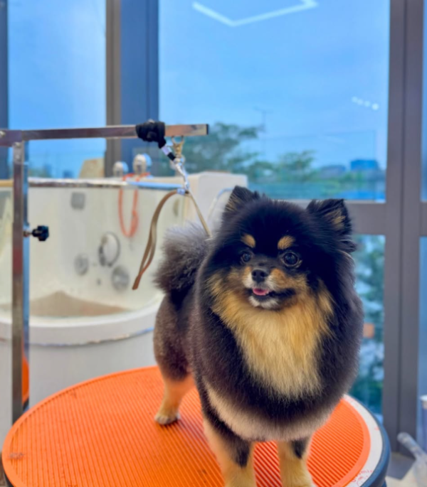 Good Grooming 寵物美容店(圖片來源︰IG@goodgrooming)