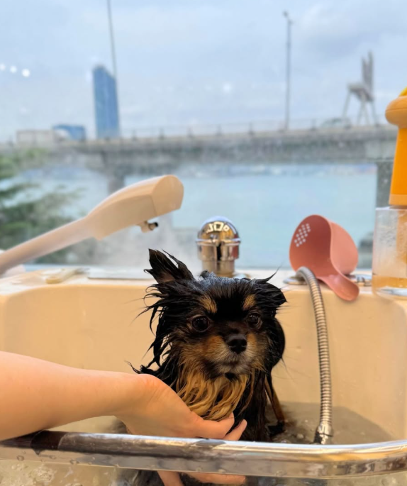 Good Grooming 寵物美容店（圖片來源︰IG@goodgrooming）