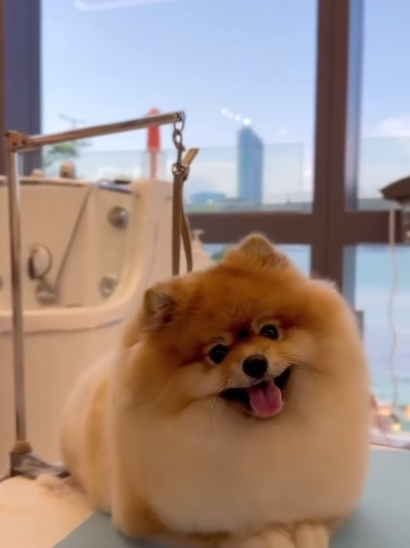 Good Grooming 寵物美容店（圖片來源︰IG@goodgrooming）