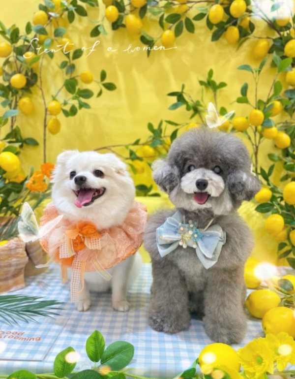 Good Grooming 寵物美容店（圖片來源︰IG@goodgrooming）