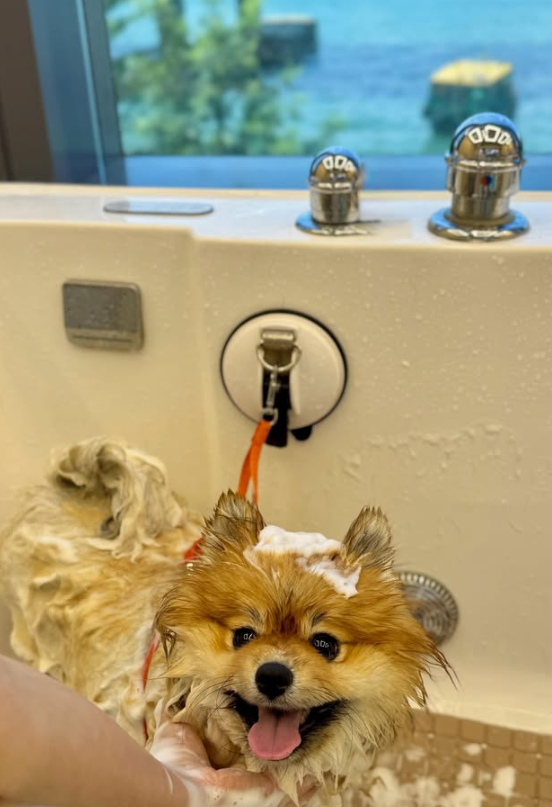 Good Grooming 寵物美容店（圖片來源︰IG@goodgrooming）
