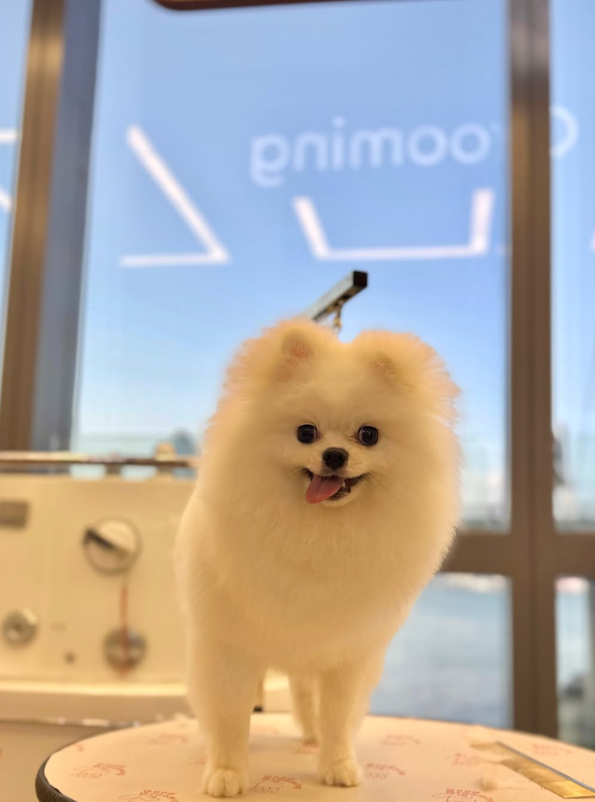 Good Grooming 寵物美容店(圖片來源︰IG@goodgrooming)