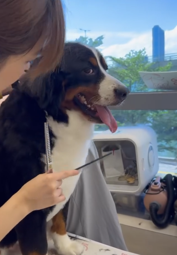 Good Grooming 寵物美容店（圖片來源︰IG@goodgrooming）