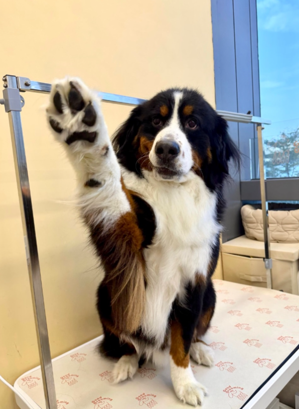 Good Grooming 寵物美容店（圖片來源︰IG@goodgrooming）