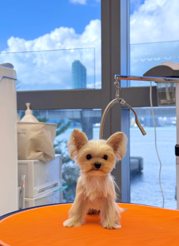 Good Grooming 寵物美容店（圖片來源︰IG@goodgrooming）
