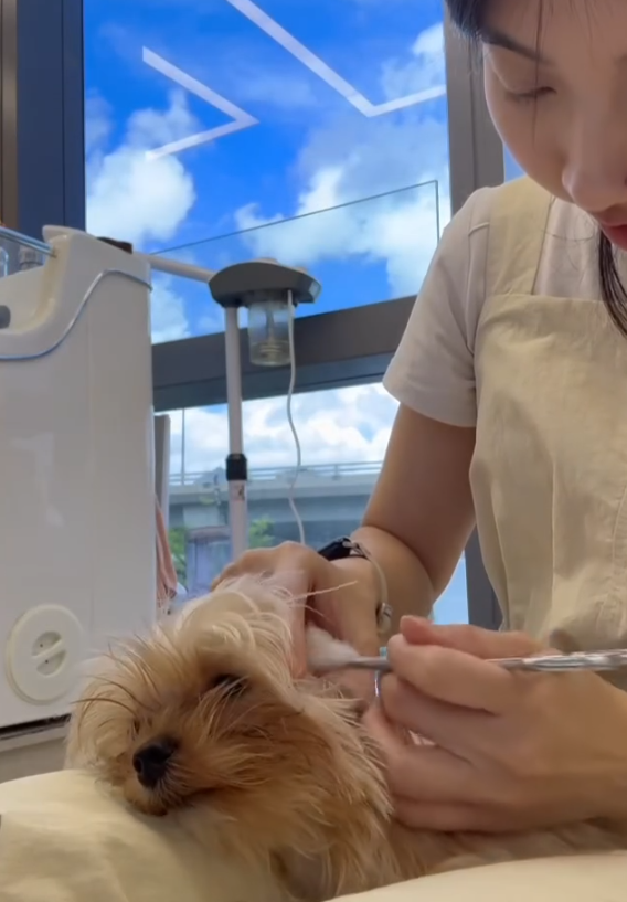 Good Grooming 寵物美容店（圖片來源︰IG@goodgrooming）