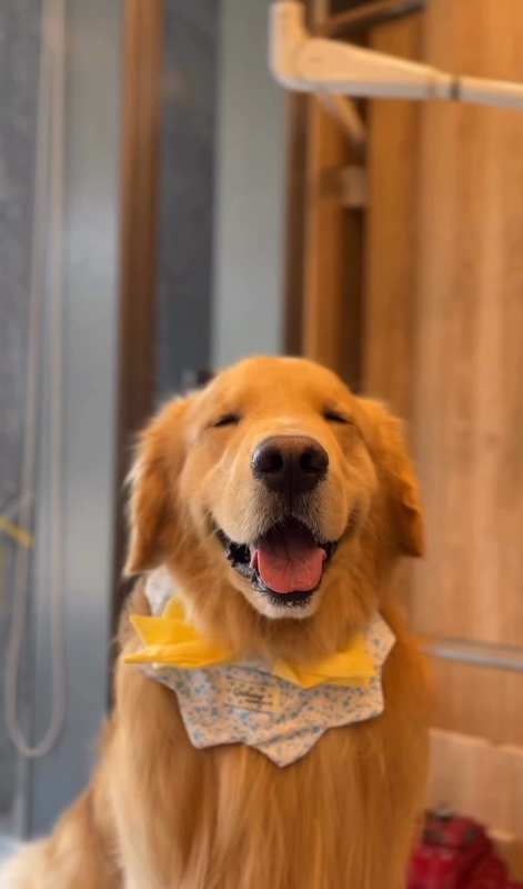 Wonder Pet(啟德The Henley店)寵物美容店(圖片來源︰IG@wonderpet_kaitak)