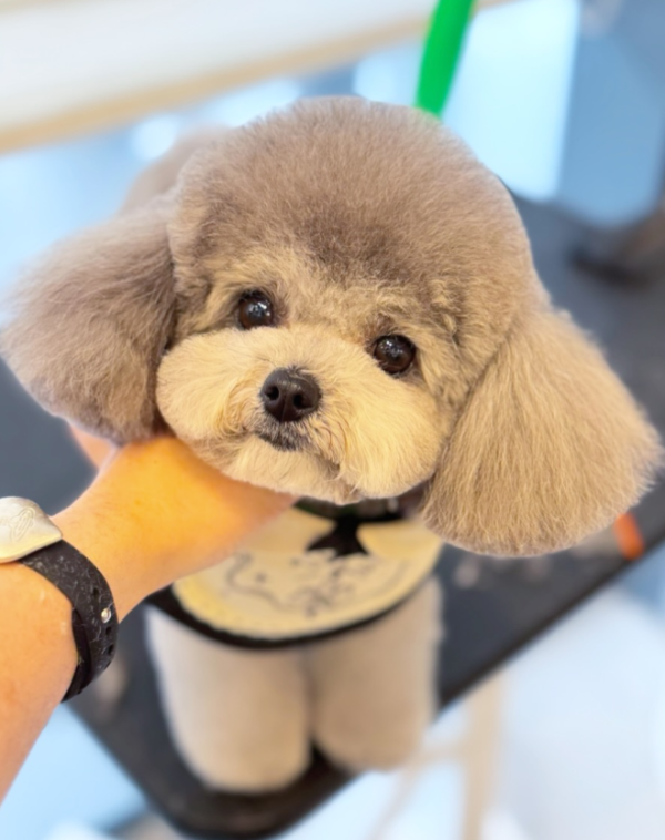 Wonder Pet（啟德The Henley店）寵物美容店（圖片來源︰IG@wonderpet_kaitak）